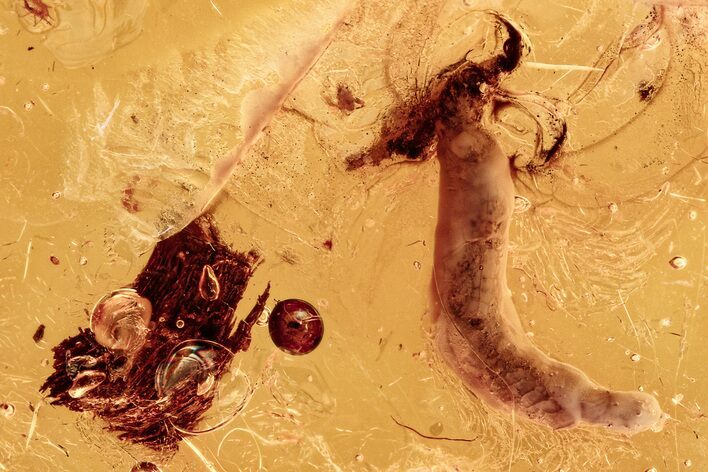 Detailed Fossil Insect Larva and Plant Debris in Baltic Amber #278786